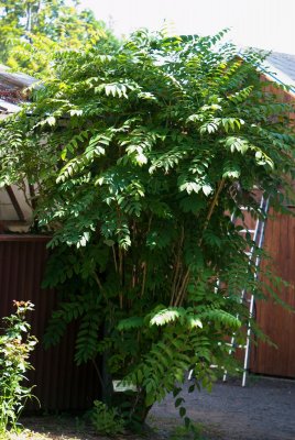 Decaisnea fargesii - dekaisnea Fargesova - celek